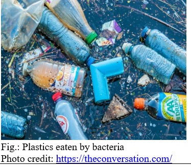 The hungry gut bacteria that enable waxworms to live on plastic waste